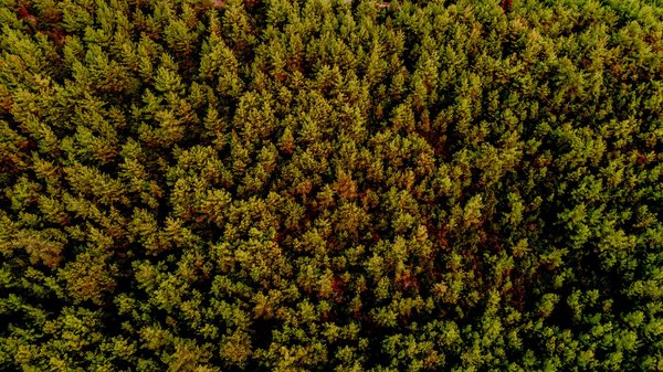 Manger pour la Planète : Comment un Régime Alimentaire Durable Peut Freiner la Déforestation